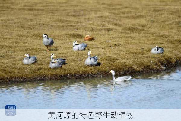 黄河源的特色野生动植物