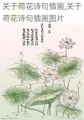 关于荷花诗句插画,关于荷花诗句插画图片