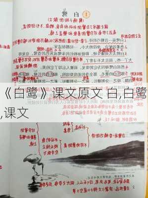 《白鹭》课文原文 白,白鹭,课文