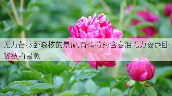 无力蔷薇卧晓枝的景象,有情芍药含春泪无力蔷薇卧晓枝的景象