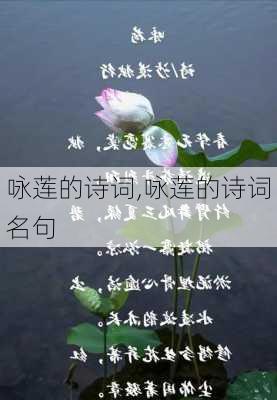 咏莲的诗词,咏莲的诗词名句