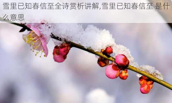 雪里已知春信至全诗赏析讲解,雪里已知春信至 是什么意思