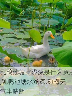 乳鸭池塘水浅深是什么意思,乳鸭池塘水浅深,熟梅天气半晴朗