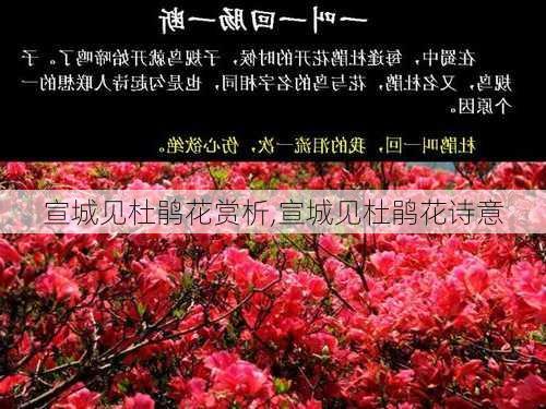 宣城见杜鹃花赏析,宣城见杜鹃花诗意