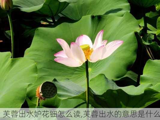 芙蓉出水妒花钿怎么读,芙蓉出水的意思是什么