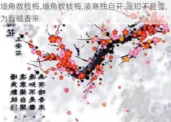 墙角数枝梅,墙角数枝梅,凌寒独自开.遥知不是雪,为有暗香来