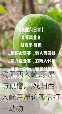 残阳西入崦,茅屋访孤僧。,残阳西入崦茅屋访孤僧打一动物